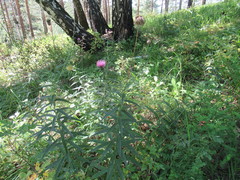 Cirsium serratuloides