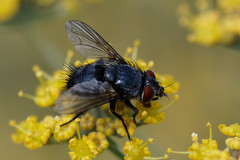 Epicampocera succincta