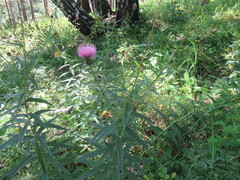Cirsium serratuloides