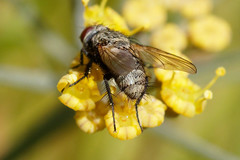 Tachinidae