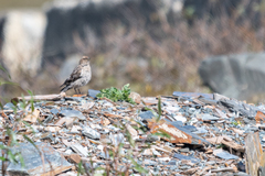 Leucosticte brandti