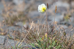 Papaver pseudocanescens