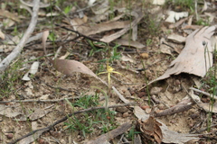 Caladenia xantha