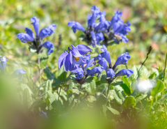 Dracocephalum grandiflorum
