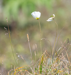 Papaver pseudocanescens