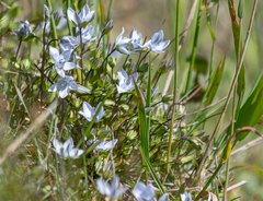 Lomatogonium carinthiacum