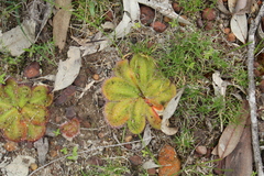 Drosera collina