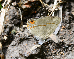 Electrostrymon hugon