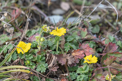 Potentilla gelida