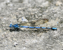Argia anceps
