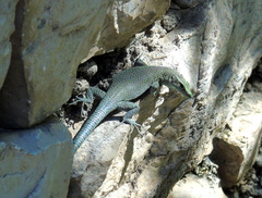 Dalmatolacerta oxycephala