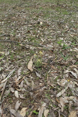 Caladenia xantha