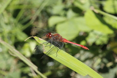 Sympetrum sanguineum