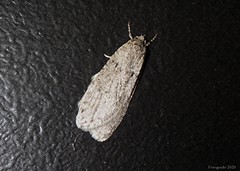 Semioscopis inornata