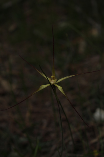 Image of Caladenia xantha by (c) Em Lamond, some rights reserved (CC BY)
