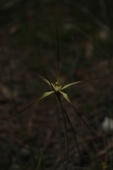Caladenia xantha