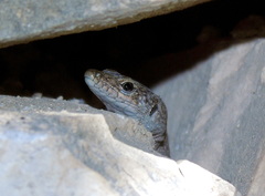 Dalmatolacerta oxycephala