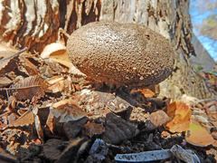 Myriostoma australianum