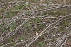 Caladenia saccharata