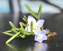 Cyanothamnus ramosus anethifolia