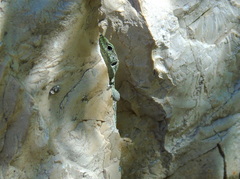 Dalmatolacerta oxycephala