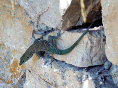 Dalmatolacerta oxycephala