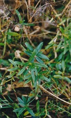 Genista hispanica