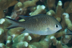 Chromis ternatensis