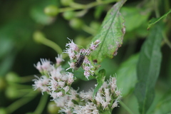 Diptera