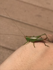 Orchelimum silvaticum