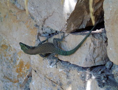 Dalmatolacerta oxycephala