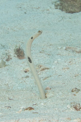 Heteroconger hassi