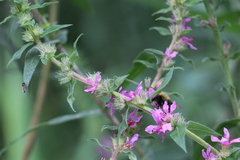 Bombus