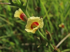Centranthera cochinchinensis