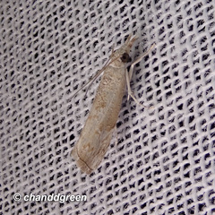 Culladia hastiferalis