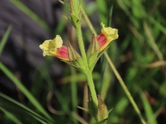 Centranthera cochinchinensis