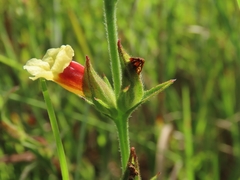 Centranthera cochinchinensis