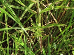 Centranthera cochinchinensis