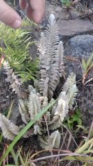 Monochasma savatieri