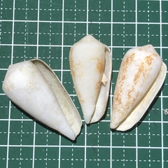 Conus omaria
