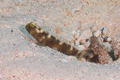 Cryptocentrus fasciatus