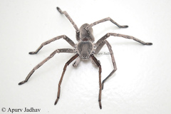 Eusparassus