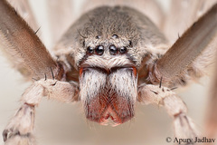 Eusparassus