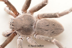 Eusparassus