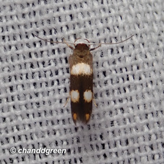 Stathmopoda paradiplaspis