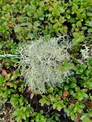 Alectoria ochroleuca