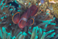 Amphiprion biaculeatus