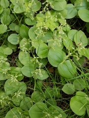Neottia convallarioides