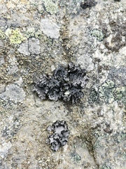 Umbilicaria cylindrica