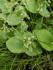 Neottia convallarioides